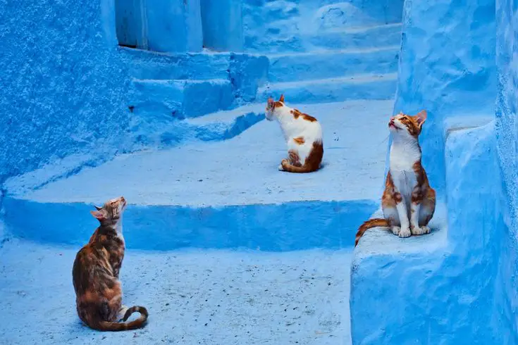 8 cosas mágicas que hacer en Chefchaouen: La Perla Azul de Marruecos