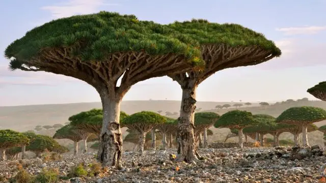 Isla de Socotra (Yemen): Hogar de árboles dragón, dunas y más de 800 especies de plantas
