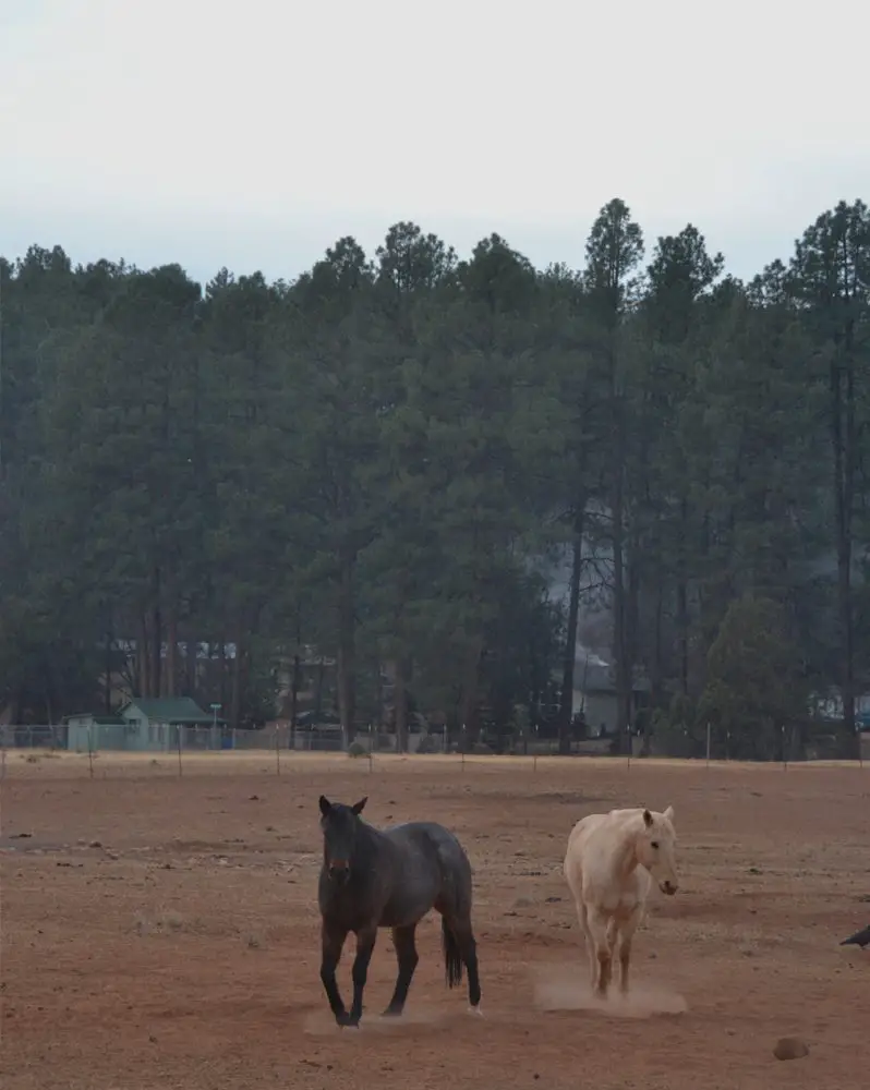 caballos de arizona 