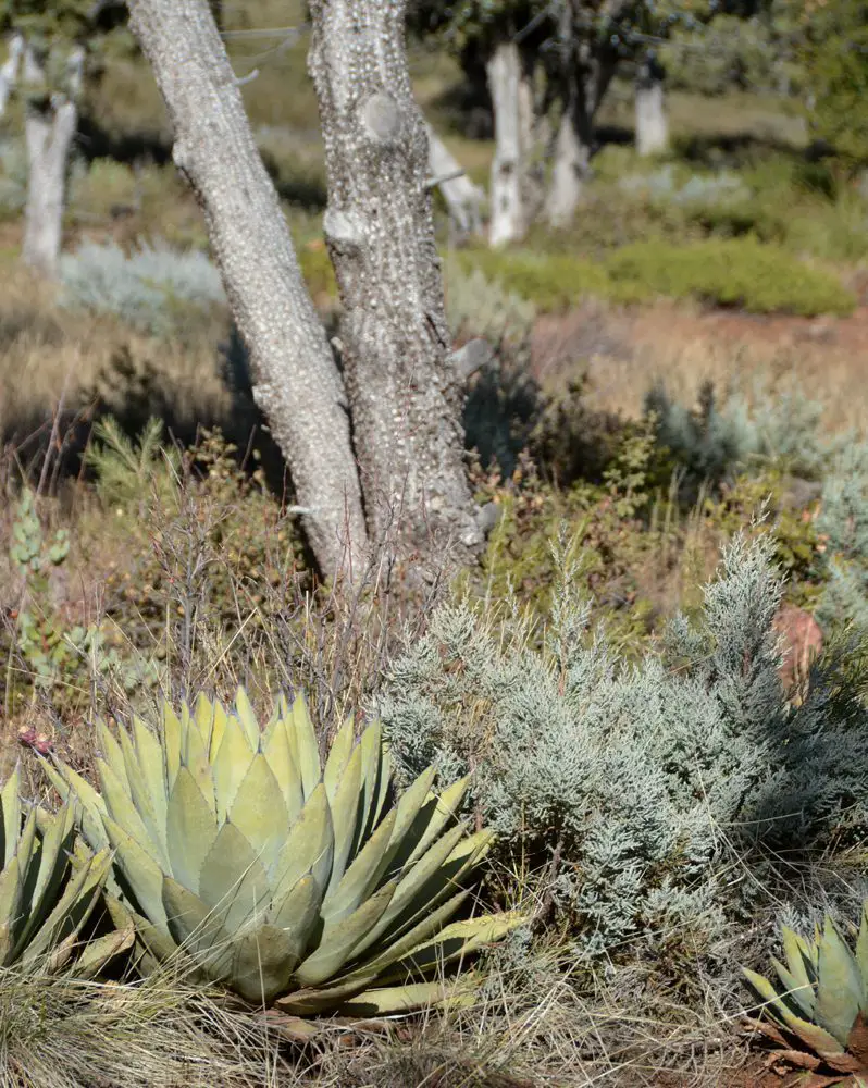 naturaleza en pino de arizona