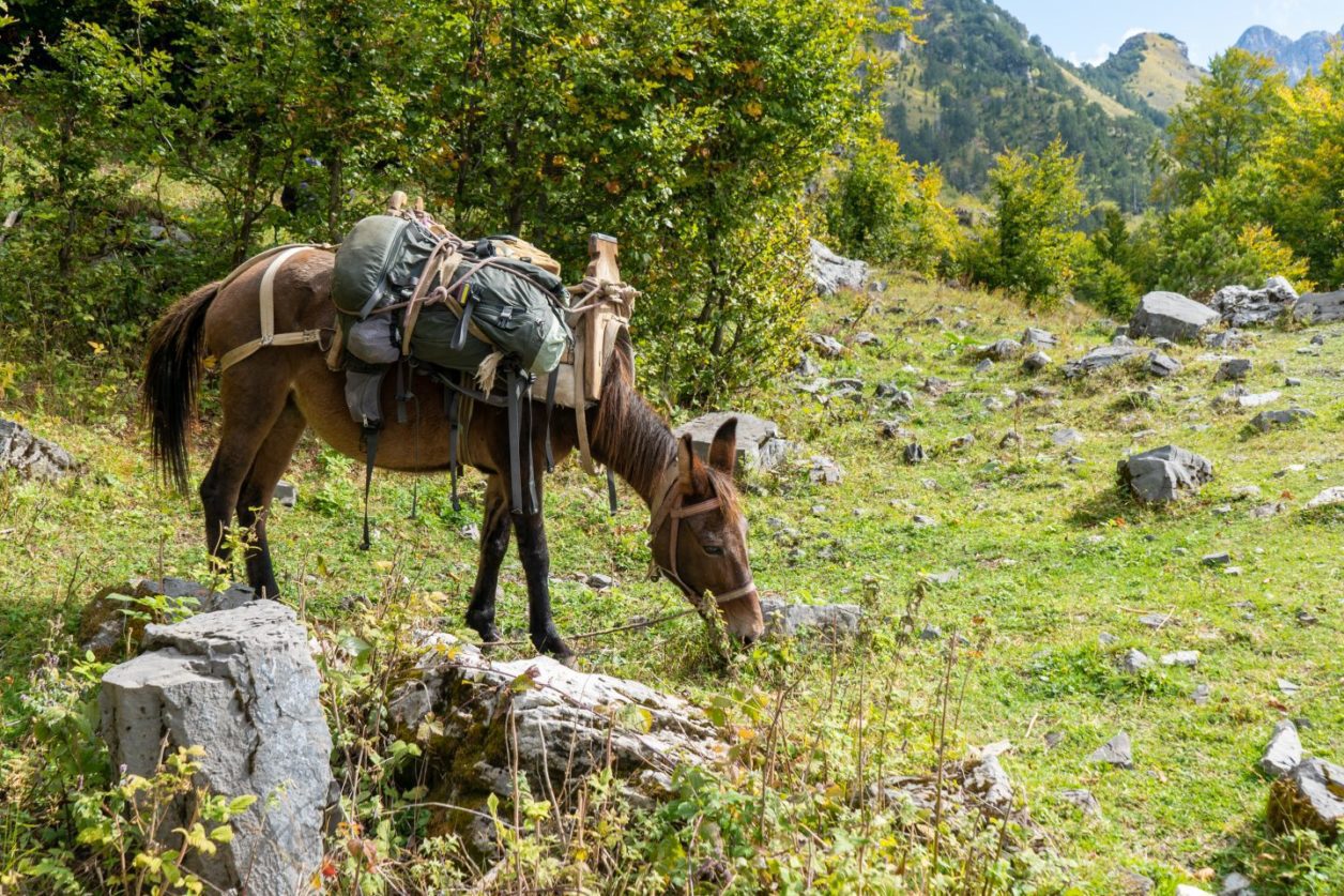 Disfrute de Theth Albania, el caballo con bolsas de viaje unidas a la silla de montar disfruta de sabrosas plantas verdes junto a una de las muchas rocas esparcidas por la hierba en una ladera enclavada en los Alpes albaneses