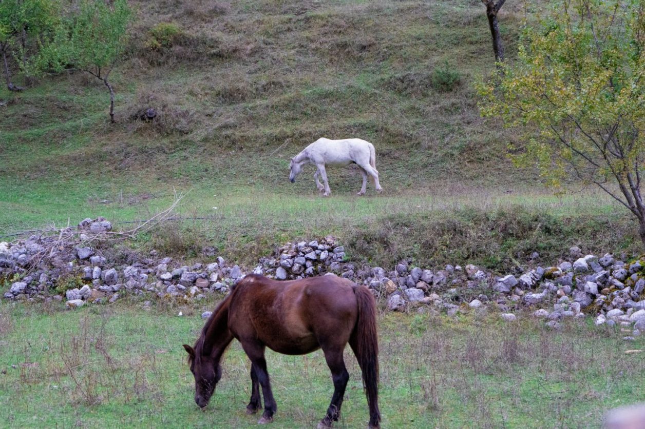 El caballo marrón en el campo inferior ignora al caballo blanco en el campo superior separado por un área de piedras ásperas con árboles pequeños cerca