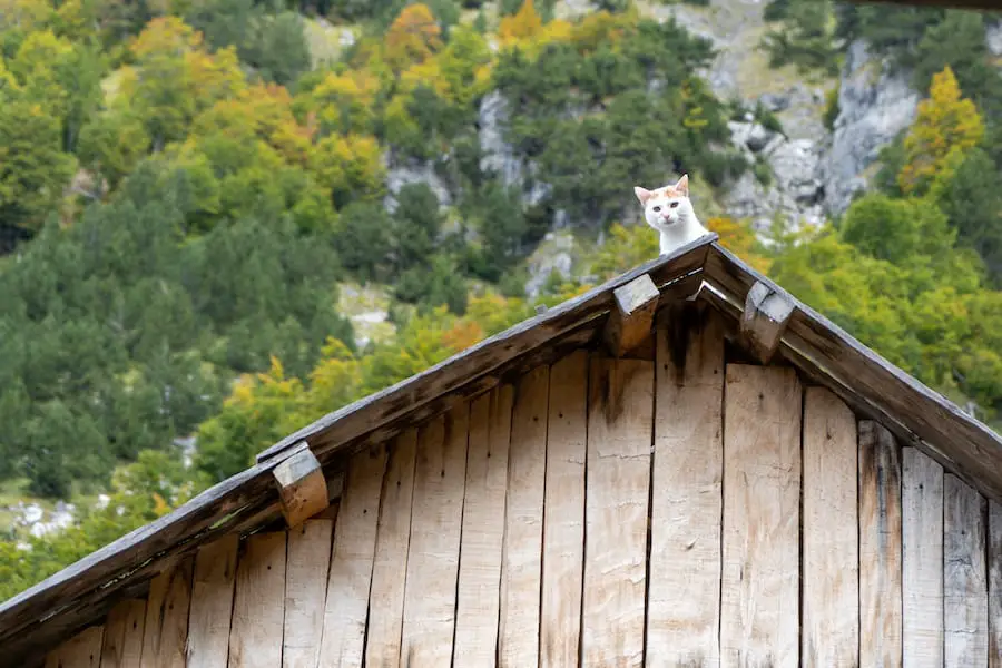 Theth a Valbona, gato mirando desde el techo del edificio de madera