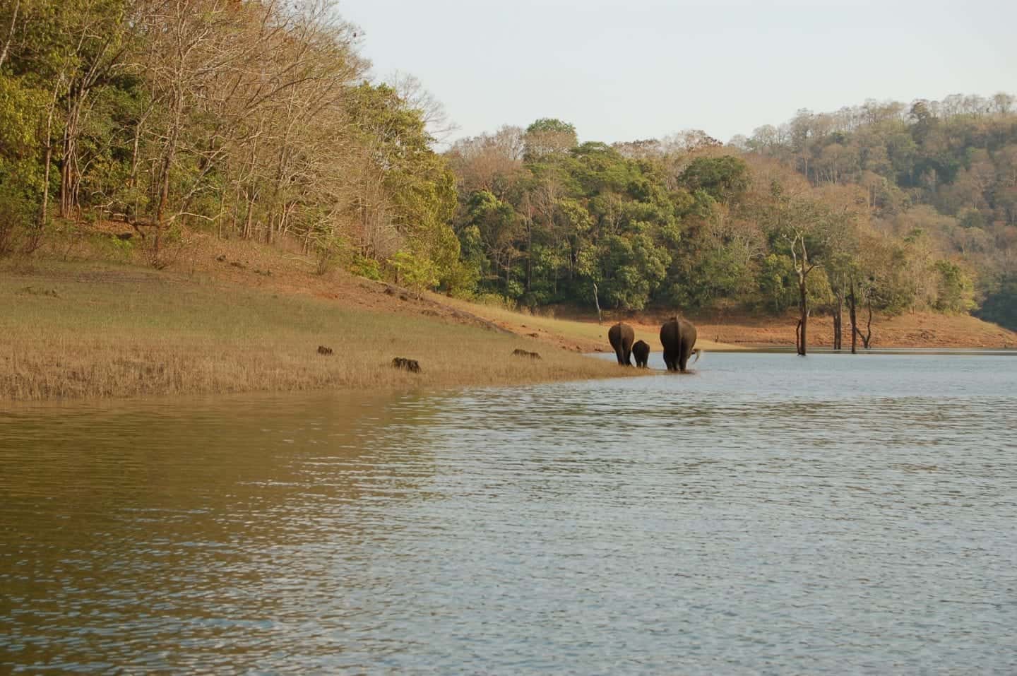 lugares asombrosos para ver en Kerala India, familia de elefantes bebiendo del lago