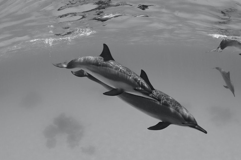delfines de marsa alam 