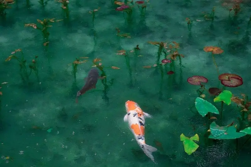 Datos interesantes sobre Japón, estanque con peces de colores brillantes que nadan entre plantas acuáticas frondosas