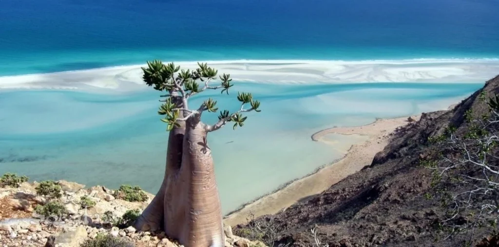 Isla de Socotra 