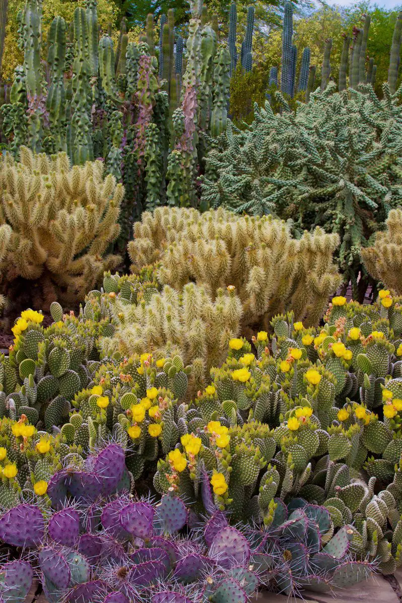jardín botánico del desierto de fénix
