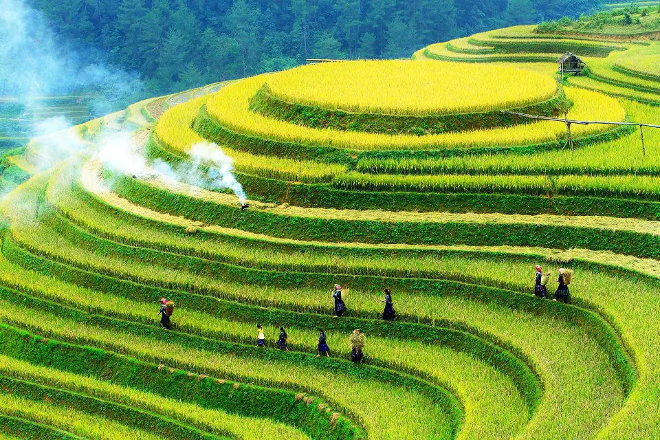 Dónde encontrar los mejores campos de arroz y terrazas en Vietnam