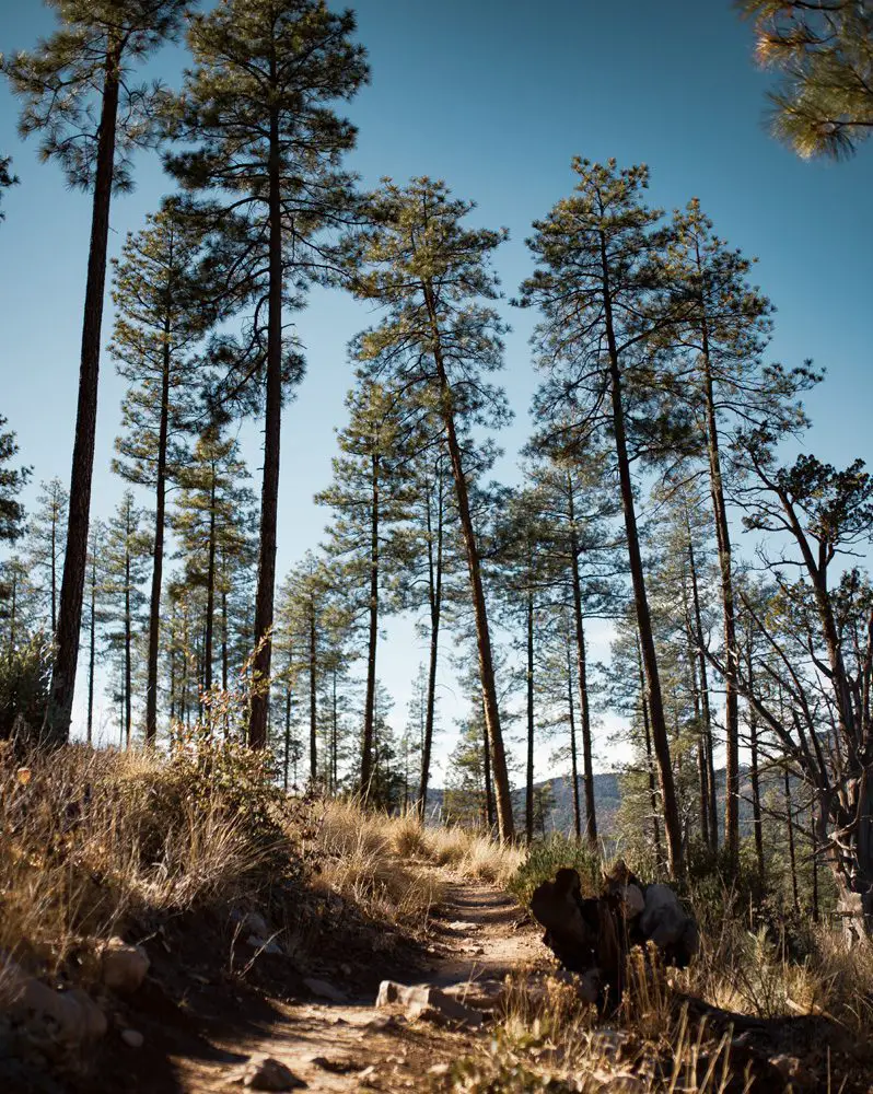 pine arizona