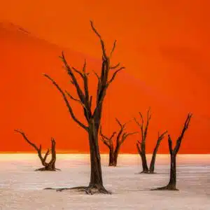 Experimenta Deadvlei en Namibia en 2024: Una verdadera obra maestra de la naturaleza Experimenta Deadvlei en Namibia en 2024: Una verdadera obra maestra de la naturaleza