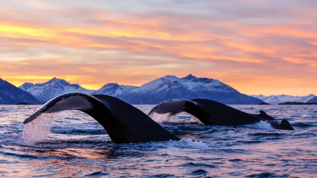 Cómo ver la aurora boreal en las Islas Lofoten en 2024