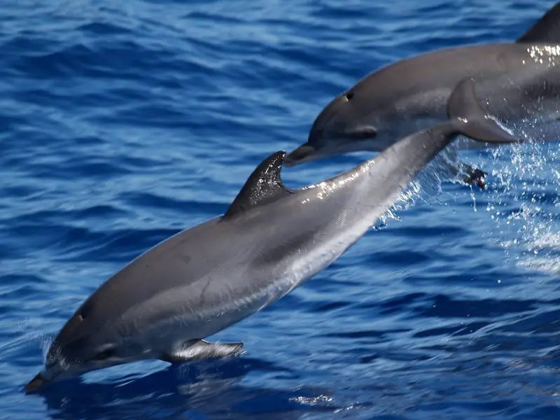 Nadar con los delfines
