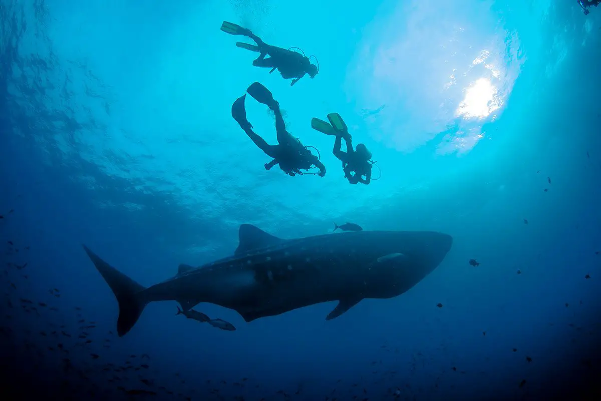 Nado con tiburones ballena en Isla Mujeres