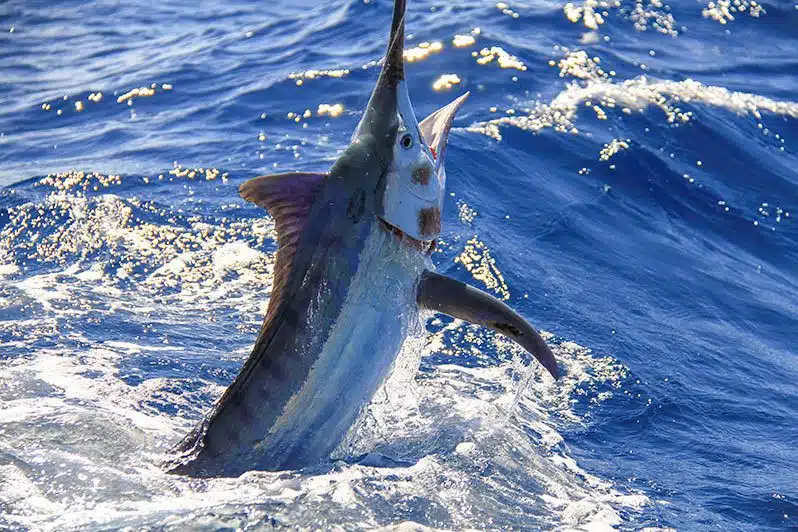 Torneo de Marlin Negro y Azul de Bisbee
