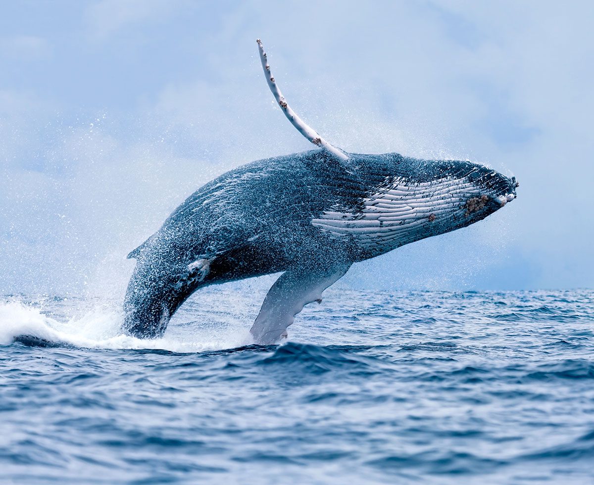 Temporada de avistamiento de ballenas en Puerto Vallarta