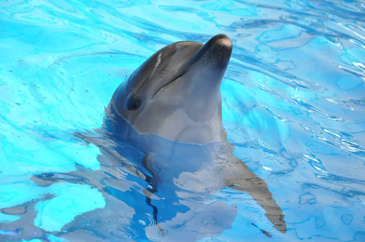 nadando con delfines