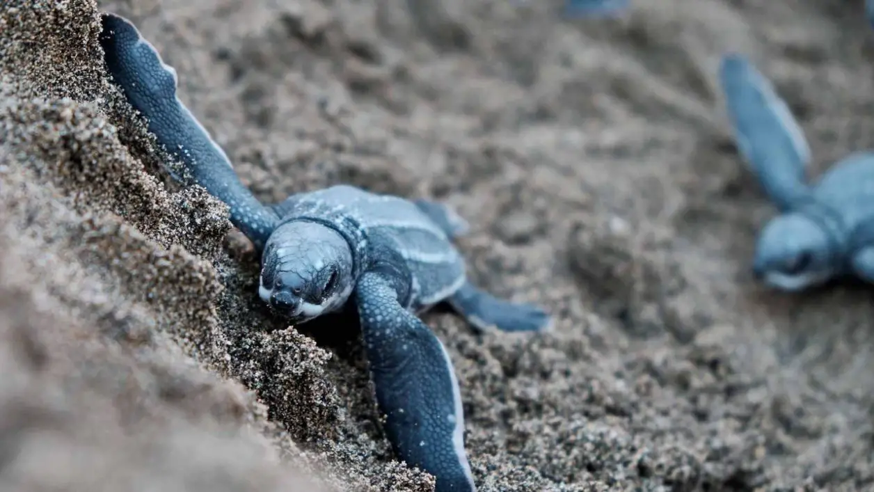 Liberación de crías de tortugas marinas en Los Cabos México