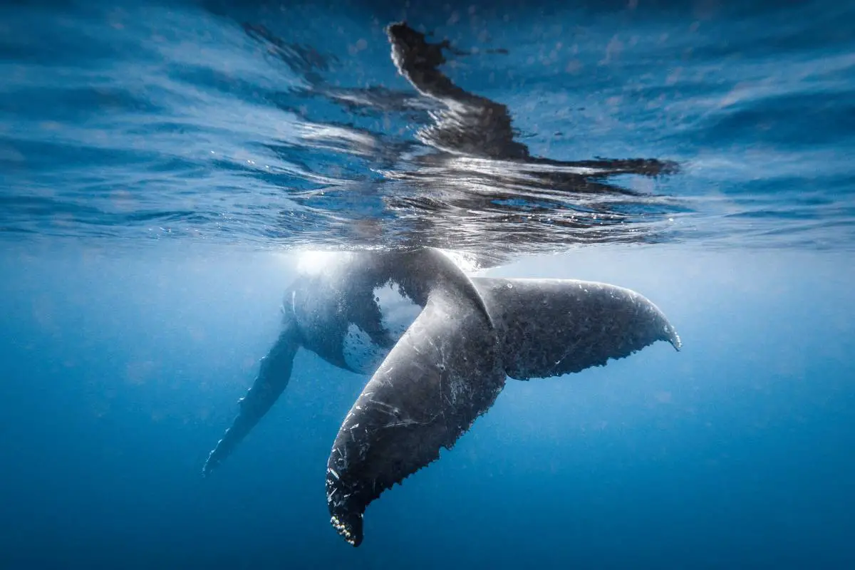 Temporada de avistamiento de ballenas en Puerto Vallarta