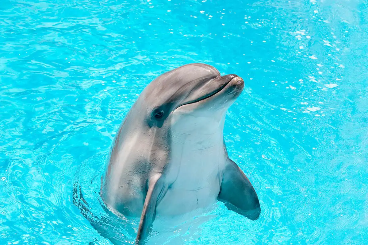 Nado con delfines en Cancún