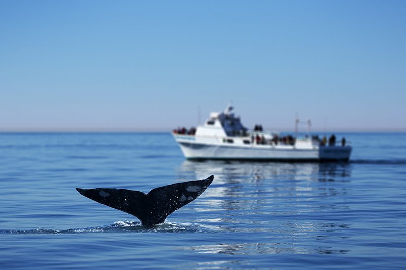 Avistamiento de Ballenas en Los Cabos