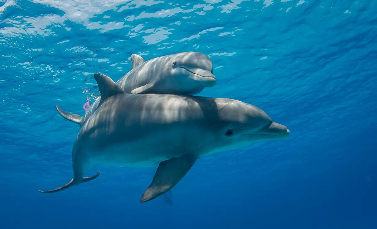 delfines nadando 