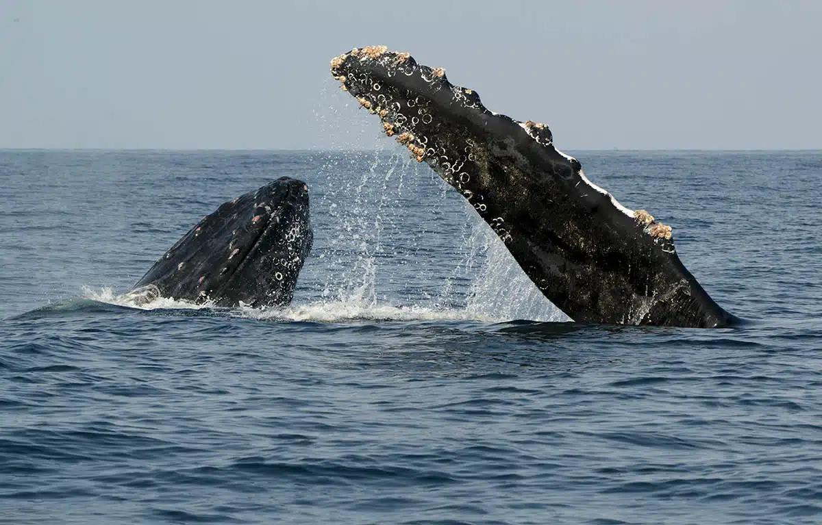 ballenas