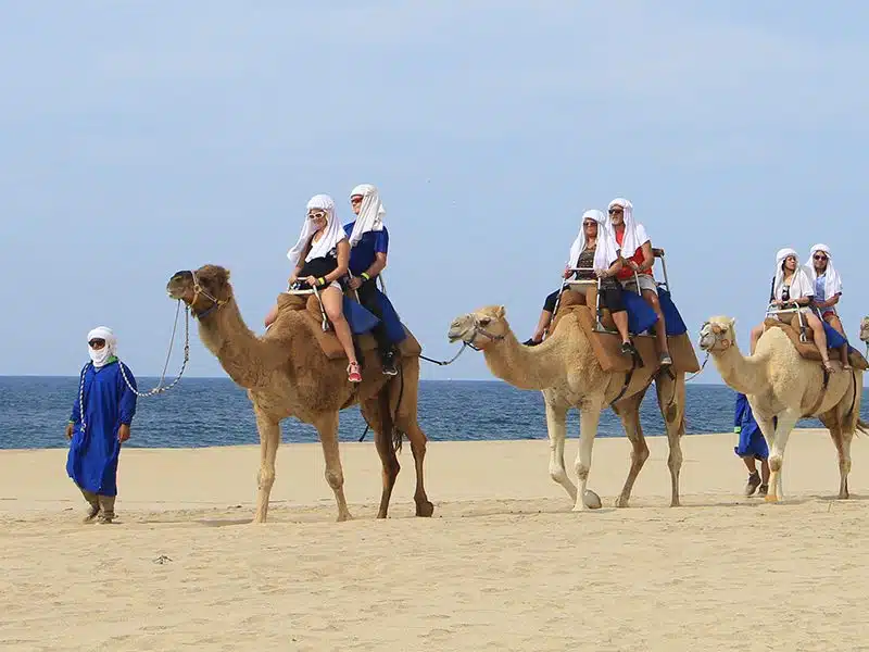 Tours en Camellos en Los Cabos