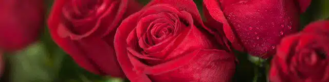 Día de San Valentín en números MILLONES DE ROSAS