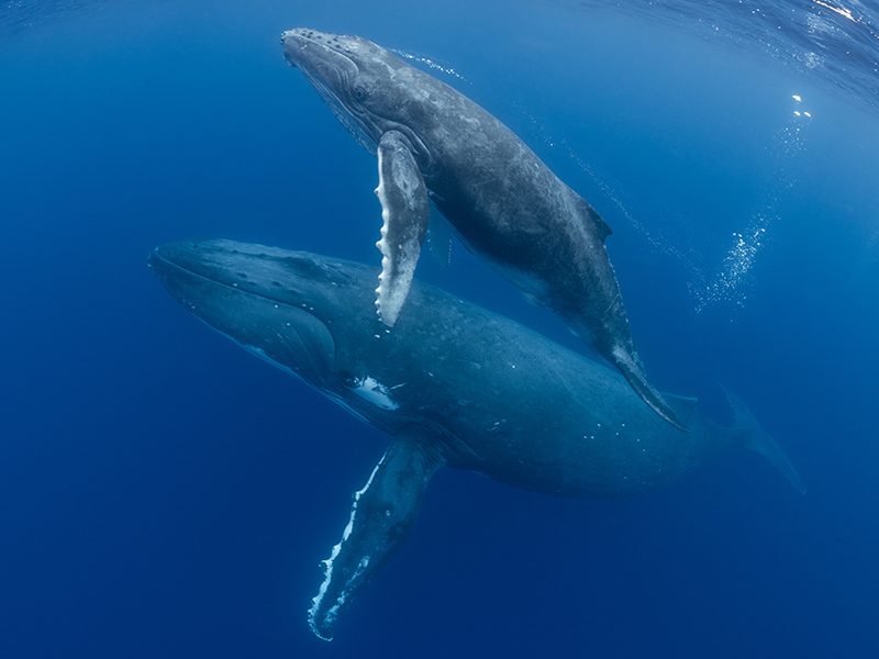 avistamiento de ballenas en cabo en diciembre