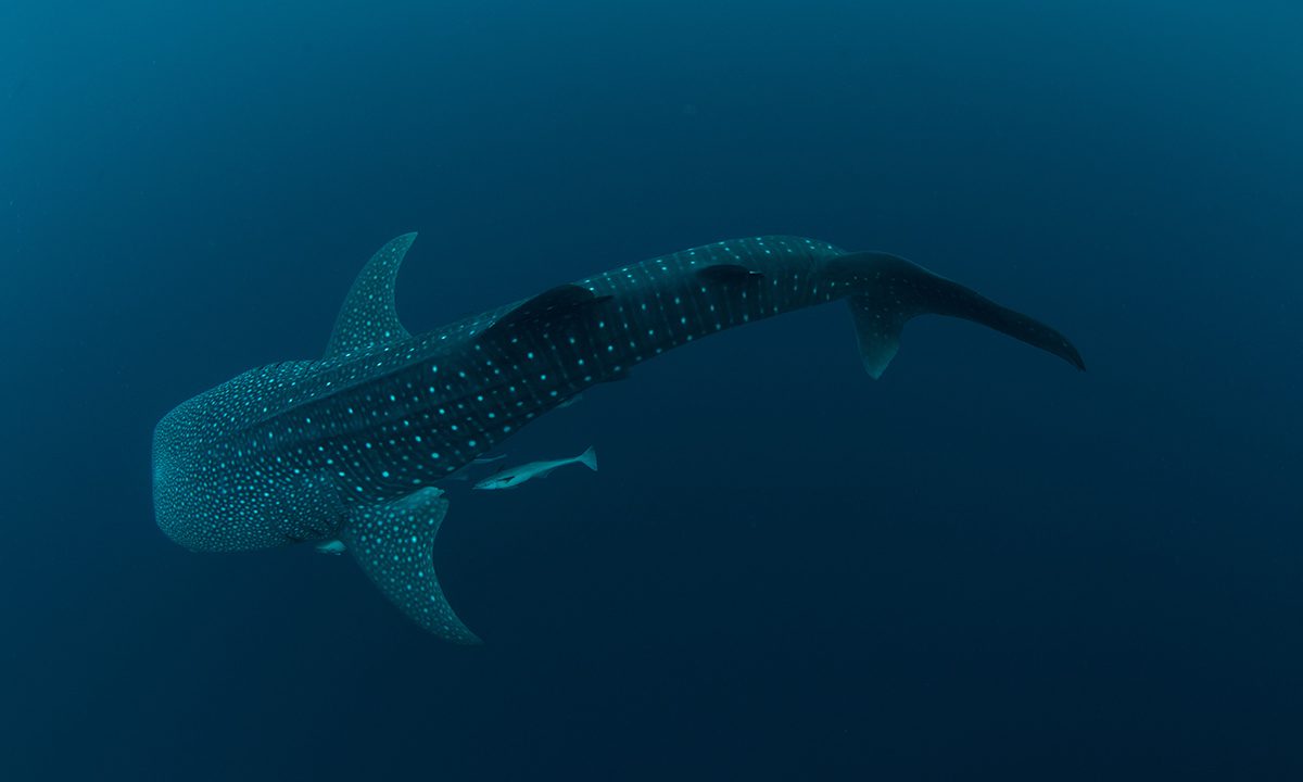 Tiburón ballena nadando