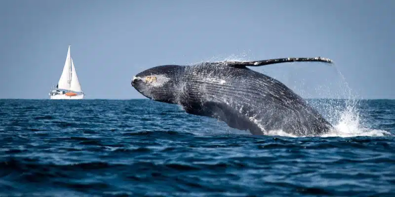 ballena de un tiempo