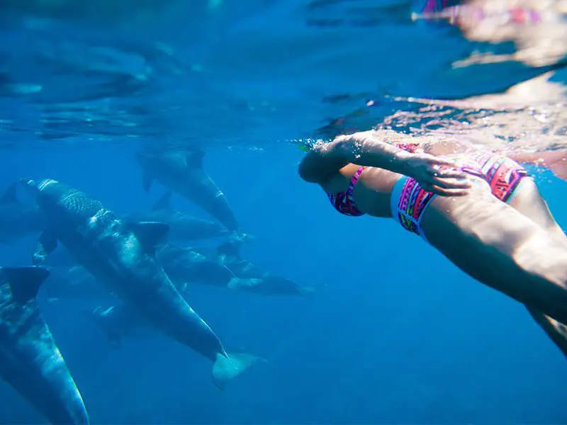 Nadar con Delfines en Los Cabos