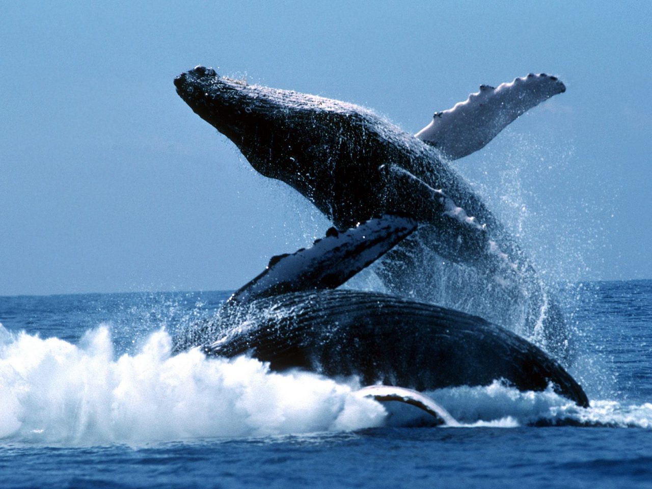 salto de ballenas