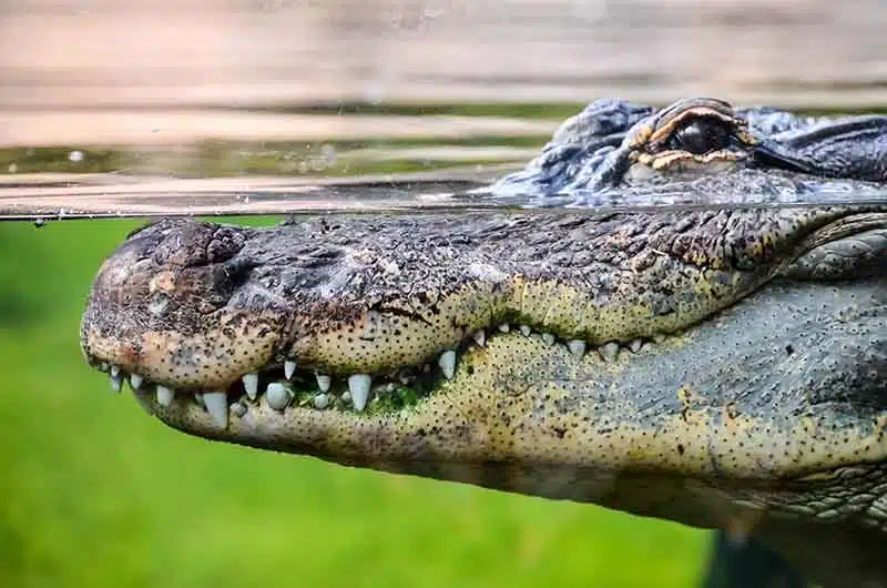 Zoológico Crococun en la Riviera Maya