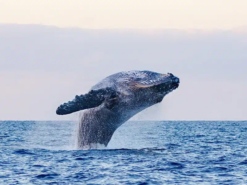 Recorridos en barco en Los Cabos Paseos en barco inspirados en la naturaleza en Cabo