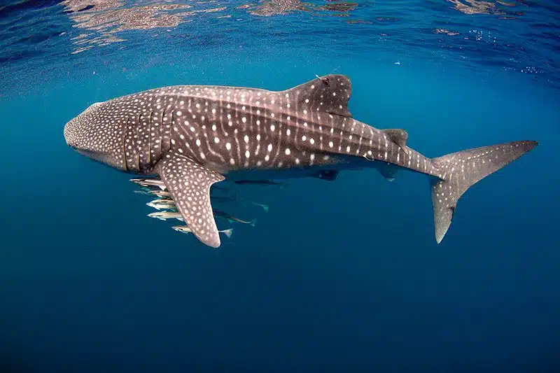 Cosas que hacer con tus hijos en vacaciones en Cabo Tiburones Ballena en Los Cabos