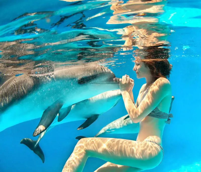 Nadar con delfines en la naturaleza