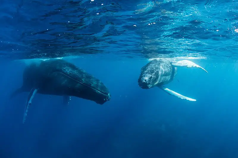 Comienza temporada de avistamiento de ballenas en Cabo