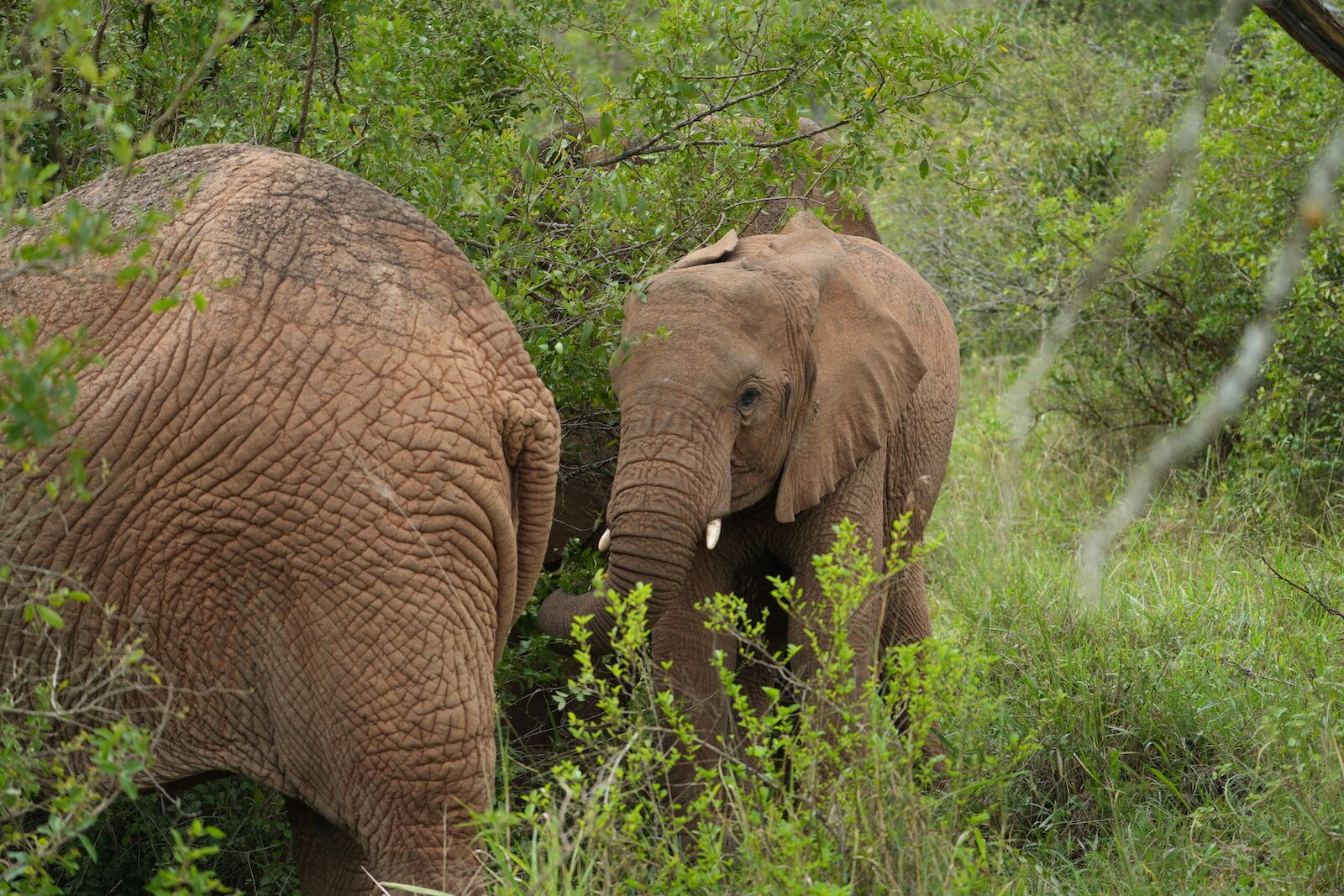 elefantes en el parque nacional de akagera rwanda