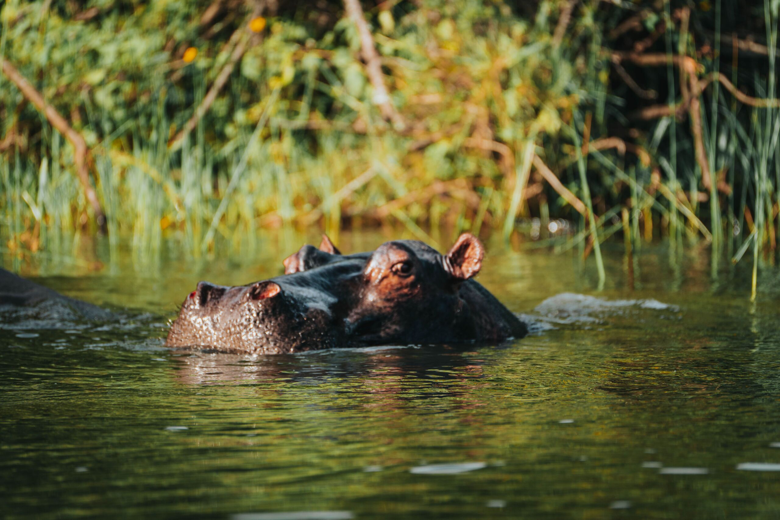 hipopótamo en el parque nacional de akagera 