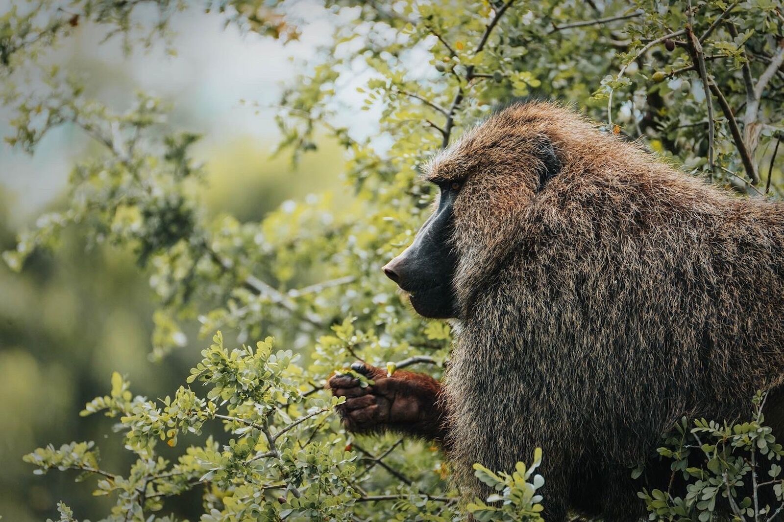 babuino en el parque nacional de akagera rwanda