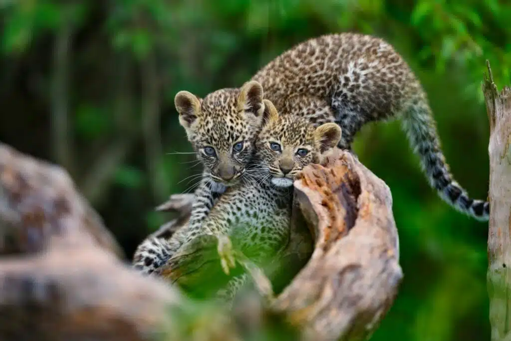 Reserva Nacional de Maasai Mara: Cómo planificar, reservar y disfrutar un safari 2024 maasai mara