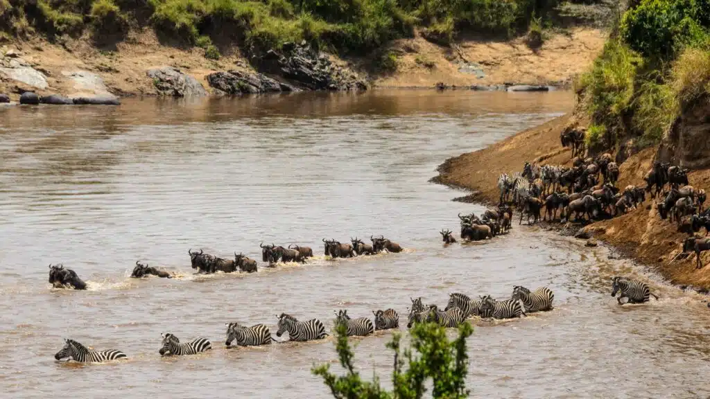 Reserva Nacional de Maasai Mara: Cómo planificar, reservar y disfrutar un safari 2024 Reserva Nacional de Maasai Mara: Cómo planificar, reservar y disfrutar un safari 2024