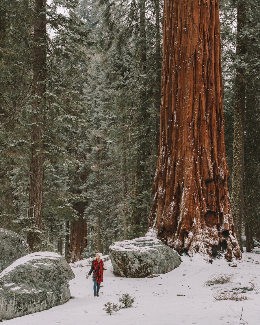 Árboles nevados en el Parque Nacional Sequoia en invierno