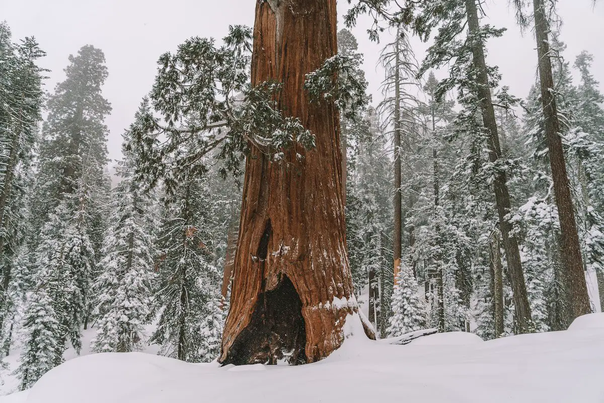 Árboles nevados en el Parque Nacional Sequoia en invierno