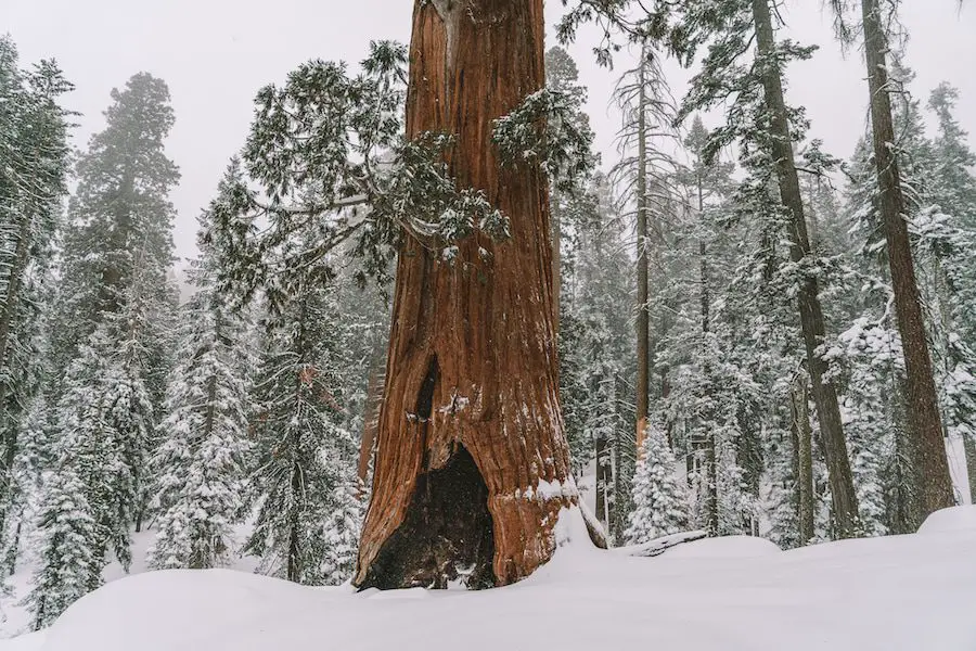 Escapadas de fin de semana desde Los Ángeles - Parque Nacional Sequoia