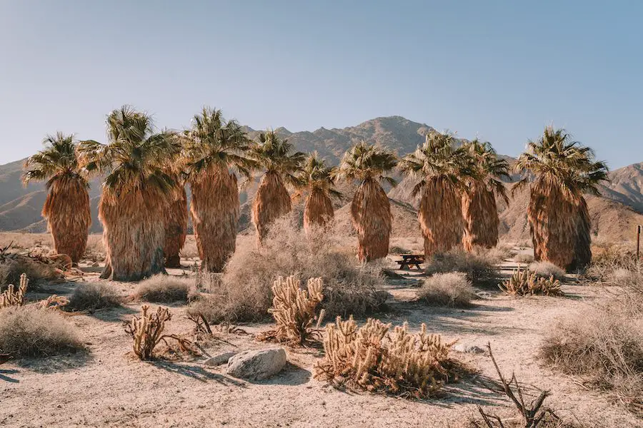Las palmeras se alinearon perfectamente en el Parque Estatal del Desierto de Anza Borrego para California en el blog de primavera