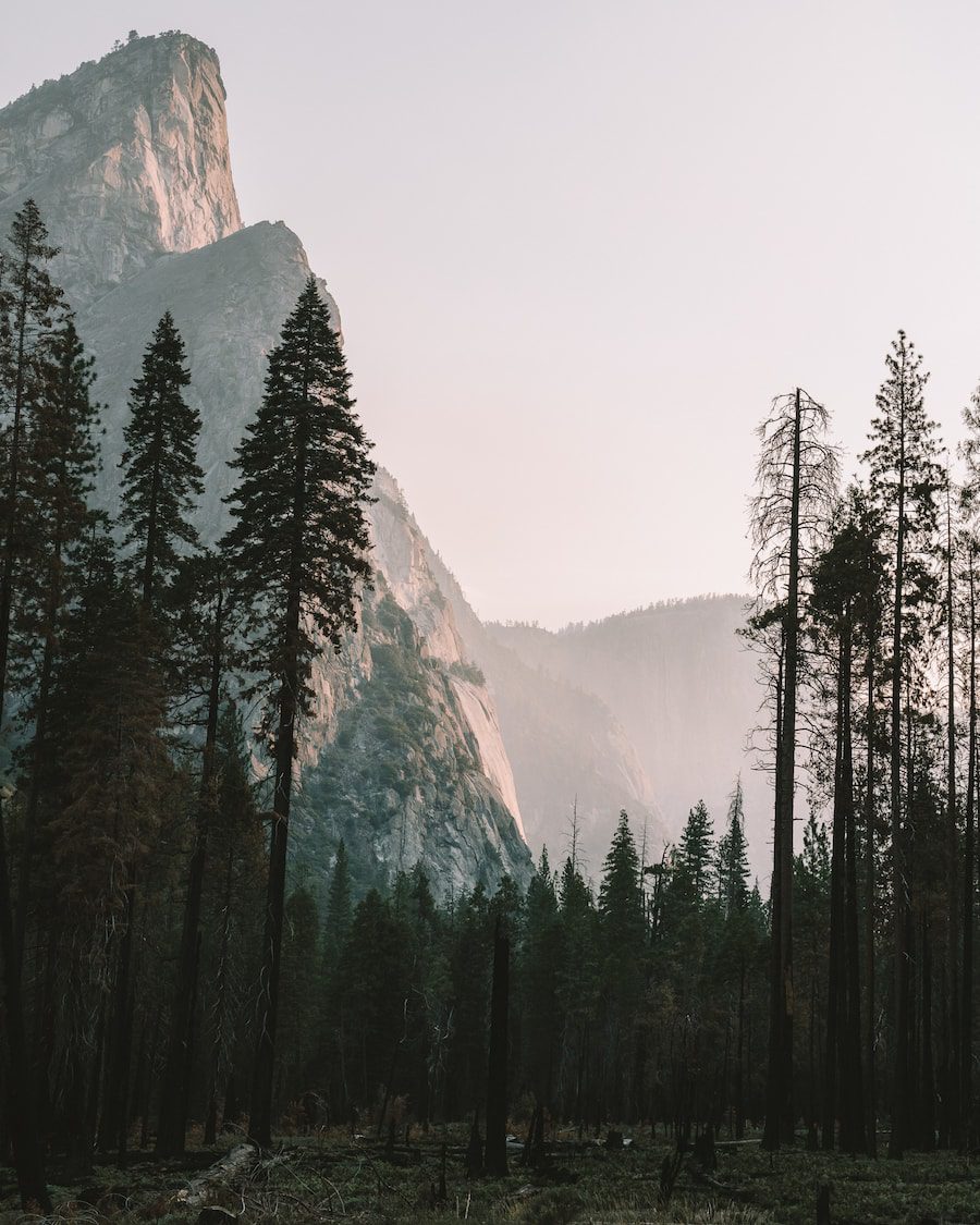 Mañanas brumosas en el Parque Nacional de Yosemite