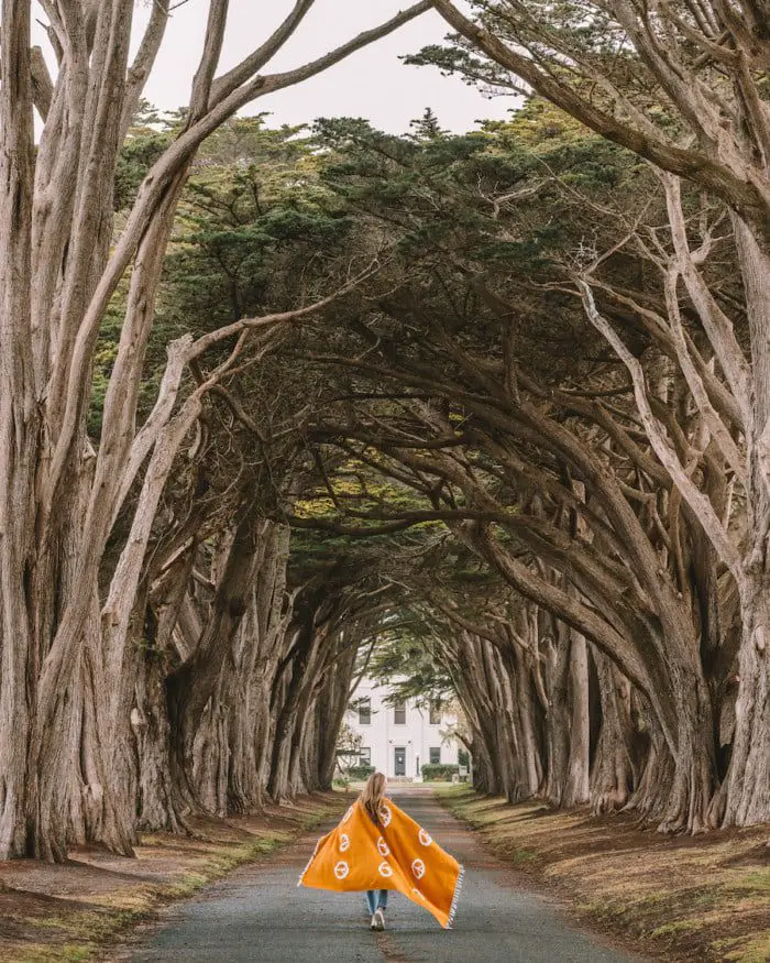 Cypress Tree Tunnel para lugares únicos para visitar en California blog